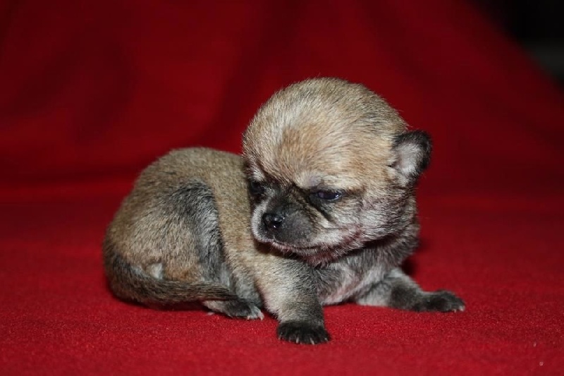 chiots de h'ace