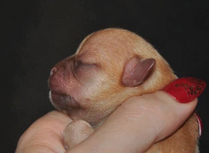 Evolution chez le chihuahua ...