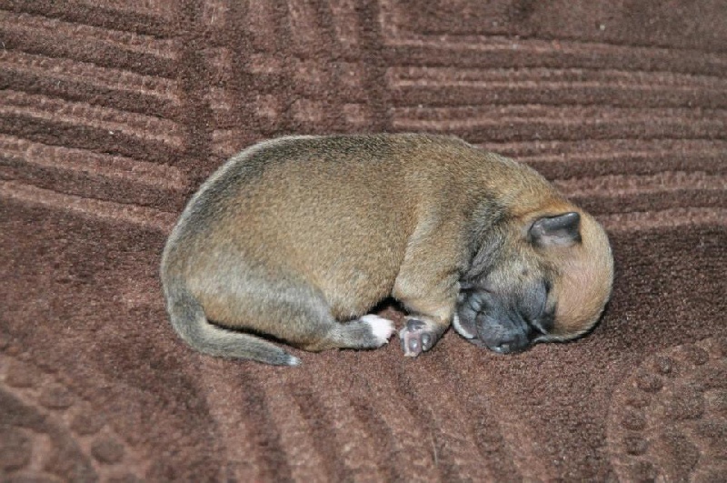 chichi